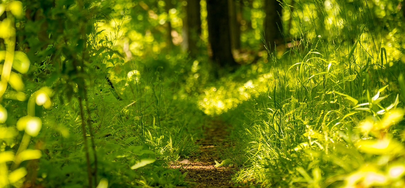 Delnext Go Green